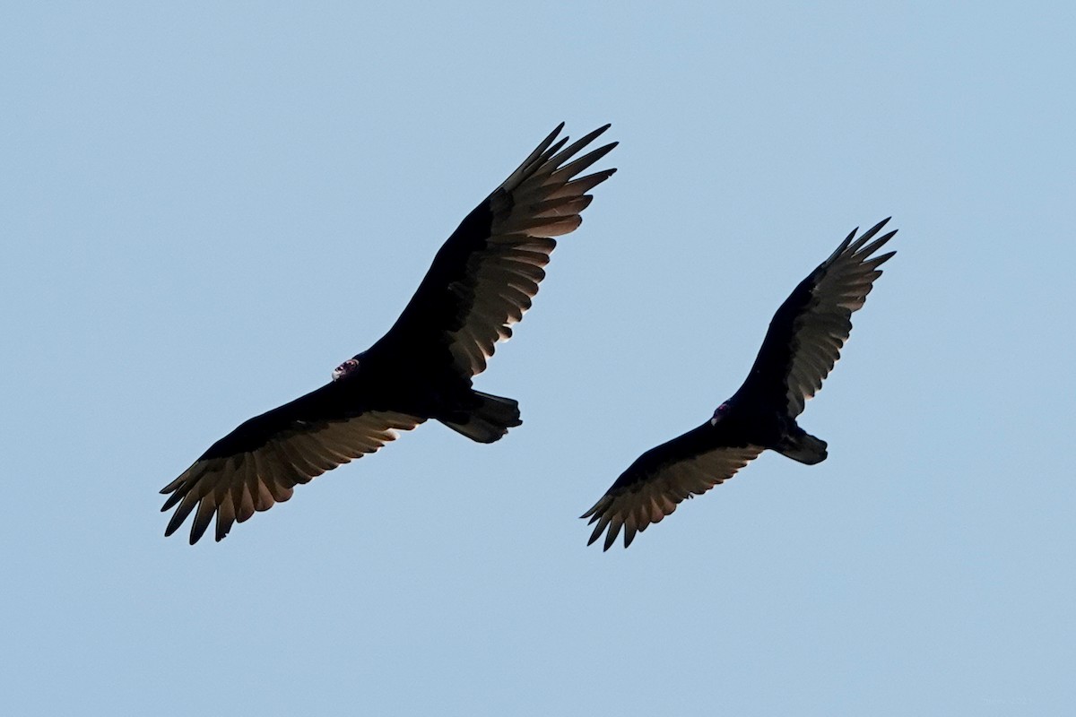 kalkunkondor - ML639894779