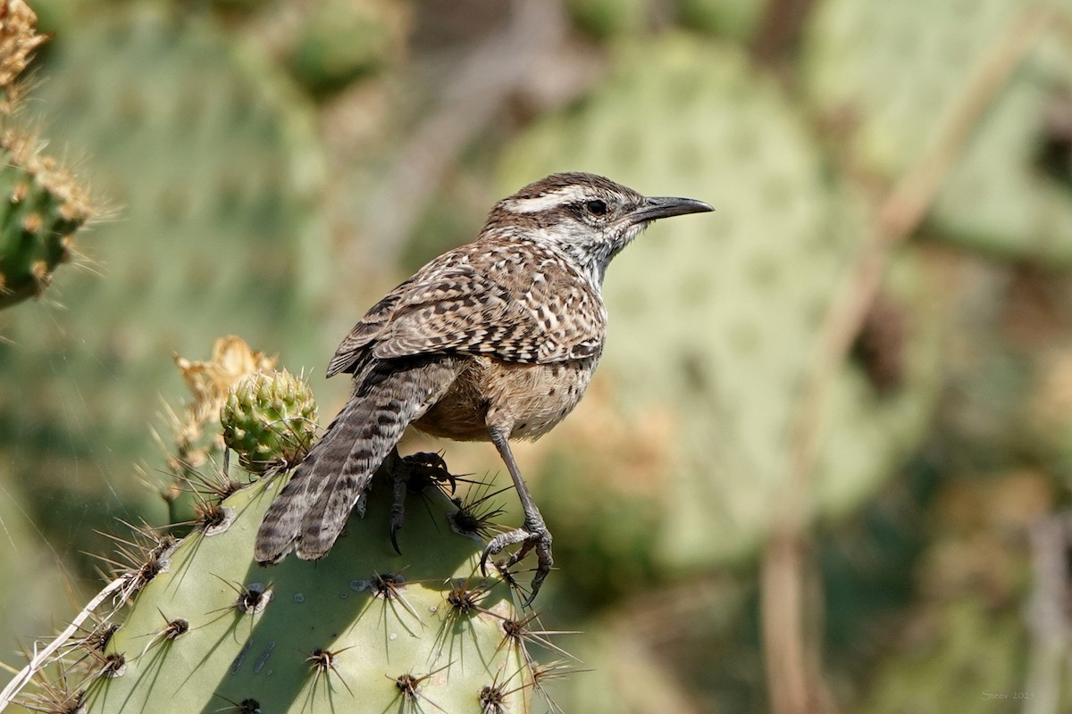 kaktussmett - ML639894810