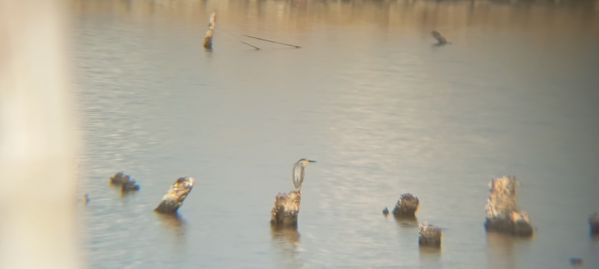 綠簑鷺 - ML639894817