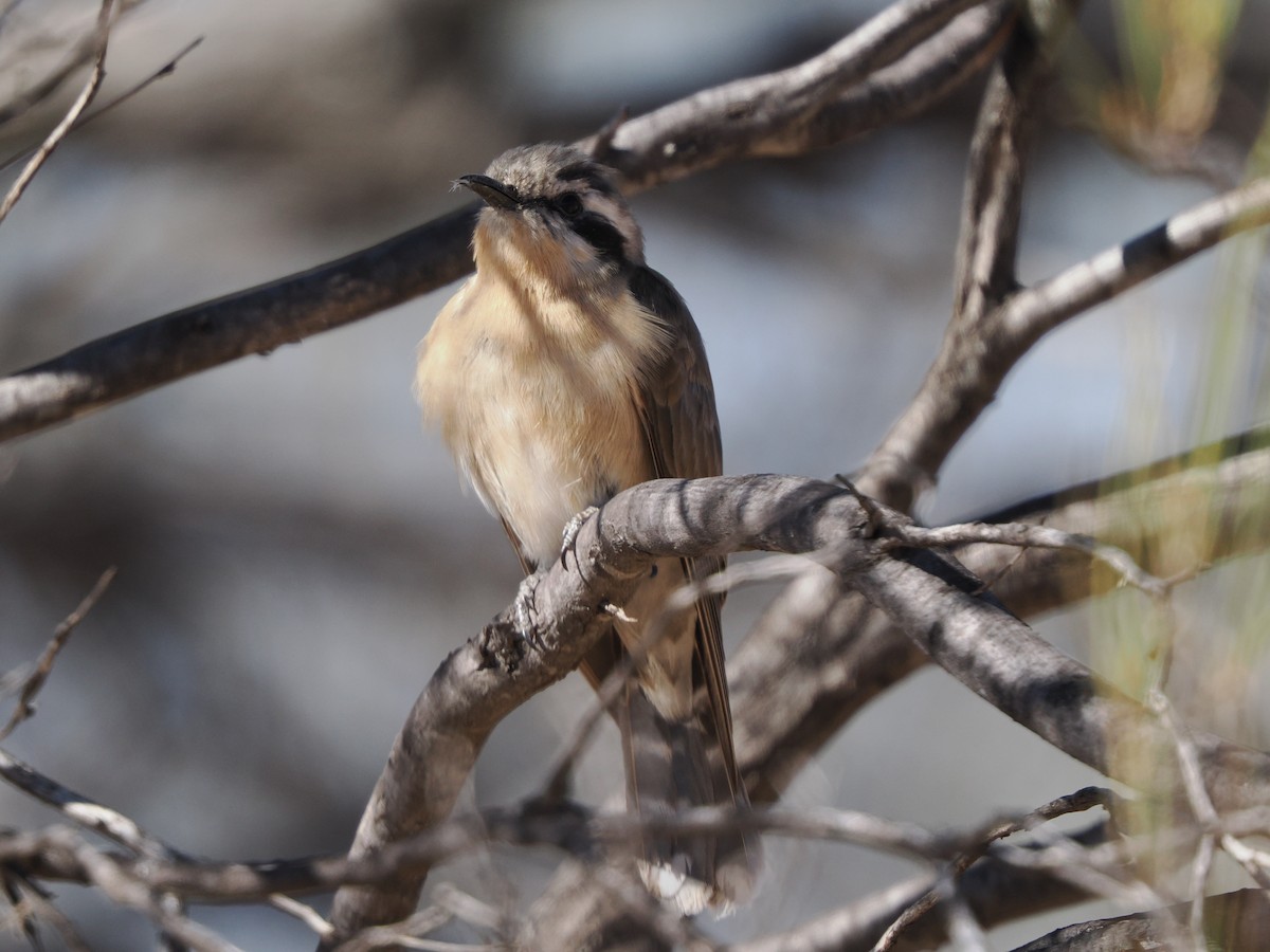 Black-eared Cuckoo - ML639894830