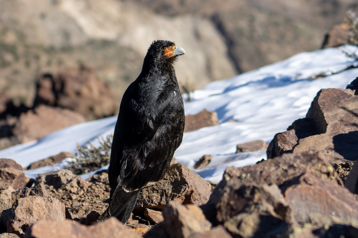 Mountain Caracara - ML639894889