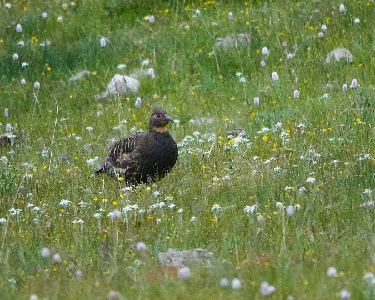 Buff-throated Monal-Partridge - ML639894894
