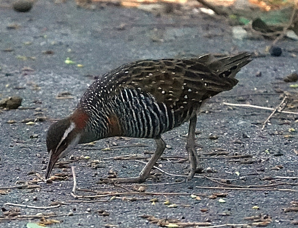 Buff-banded Rail - ML639894962