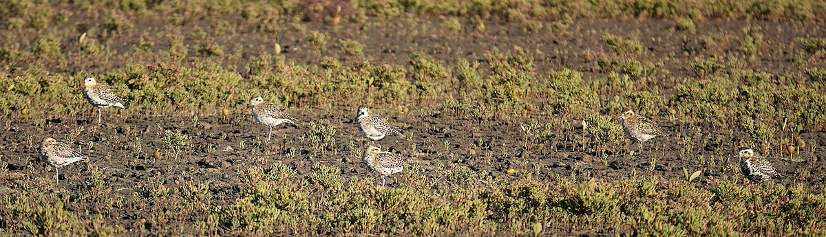 Pacific Golden-Plover - ML639894971