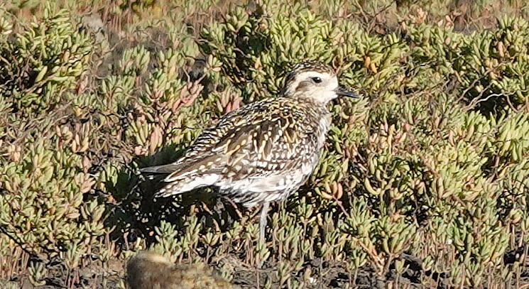 Pacific Golden-Plover - ML639894979