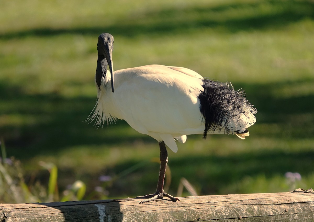 Australian Ibis - ML639894983