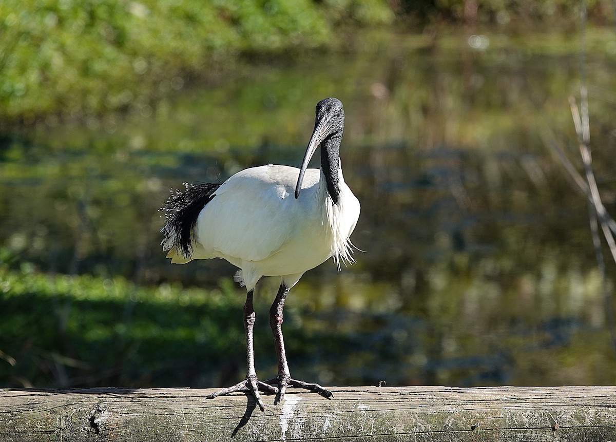 Australian Ibis - ML639894986