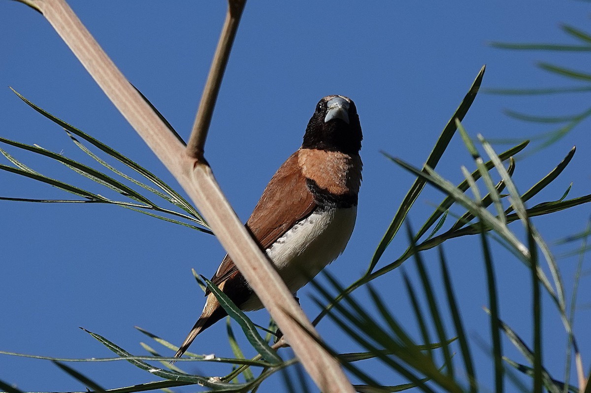 Chestnut-breasted Munia - ML639895066