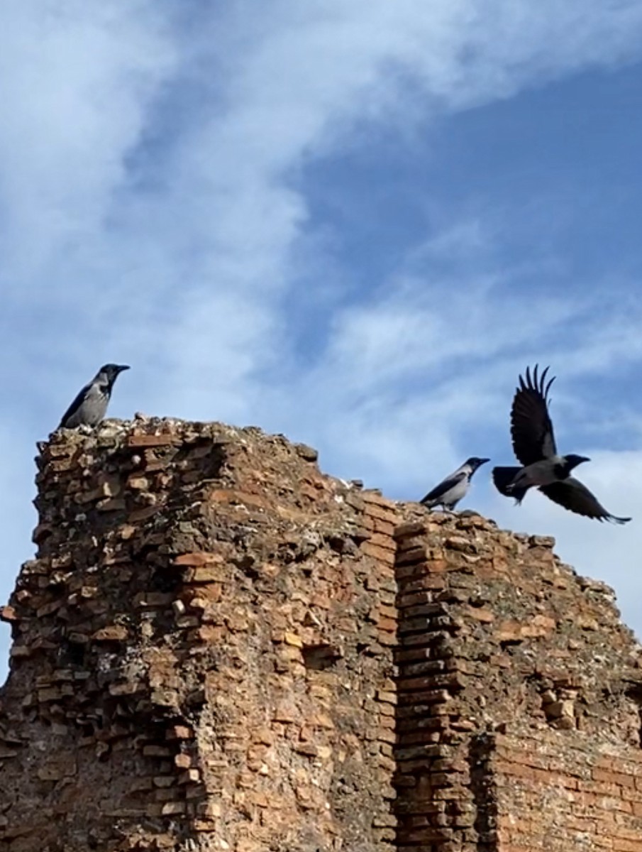 Hooded Crow - ML639895073