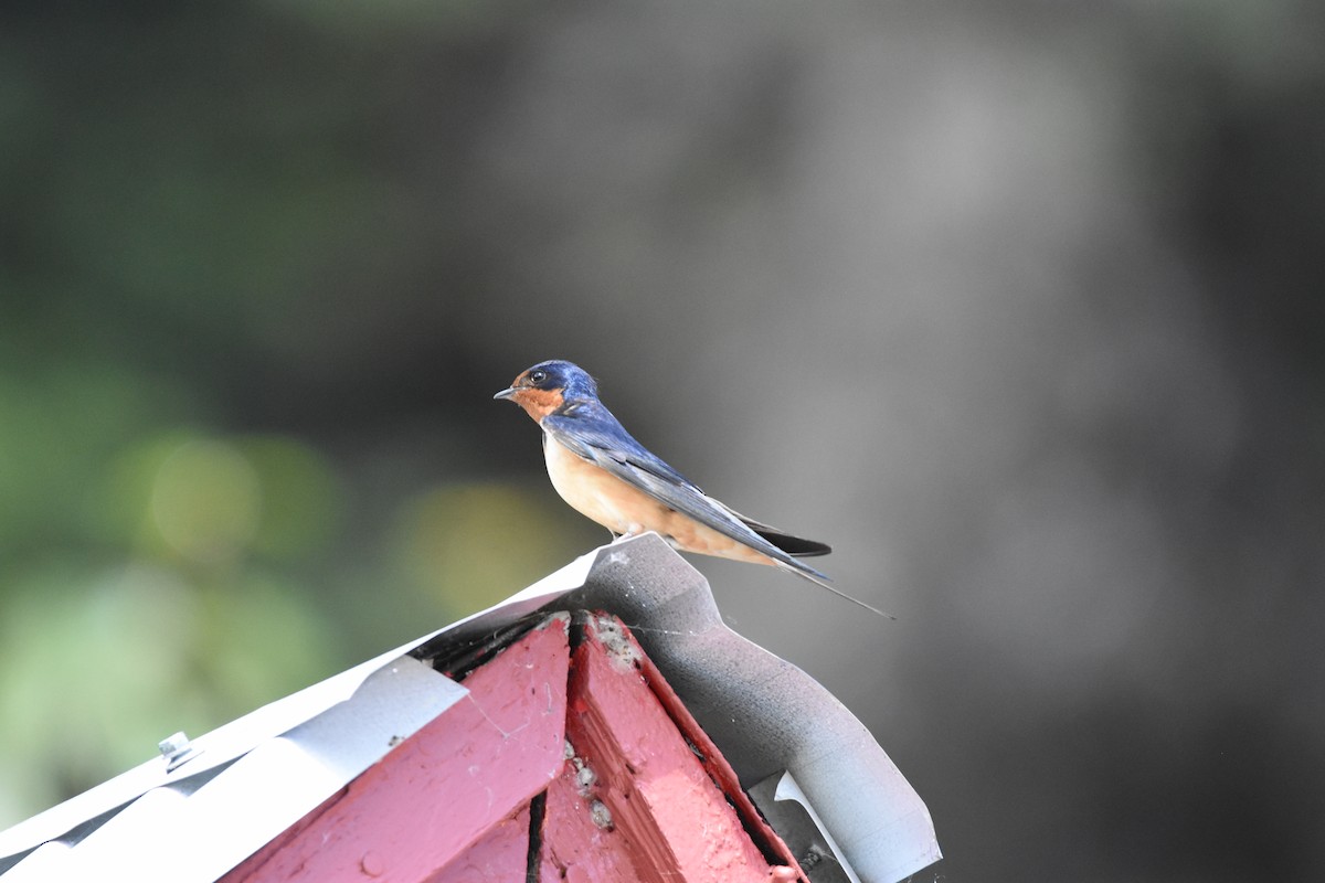 Barn Swallow - ML639895075