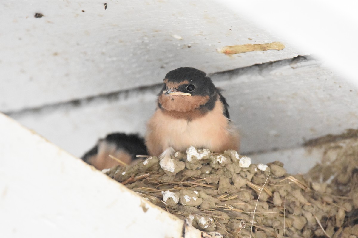 Barn Swallow - ML639895077