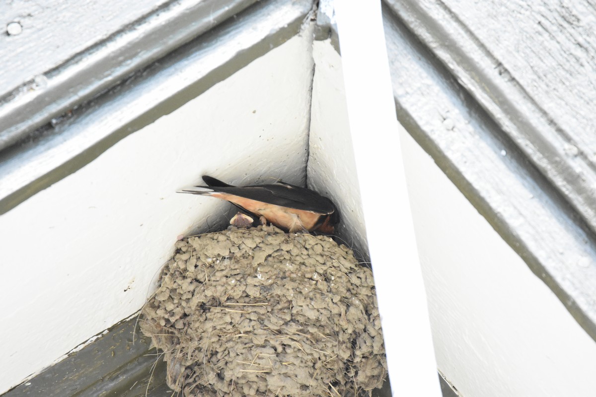 Barn Swallow - ML639895086