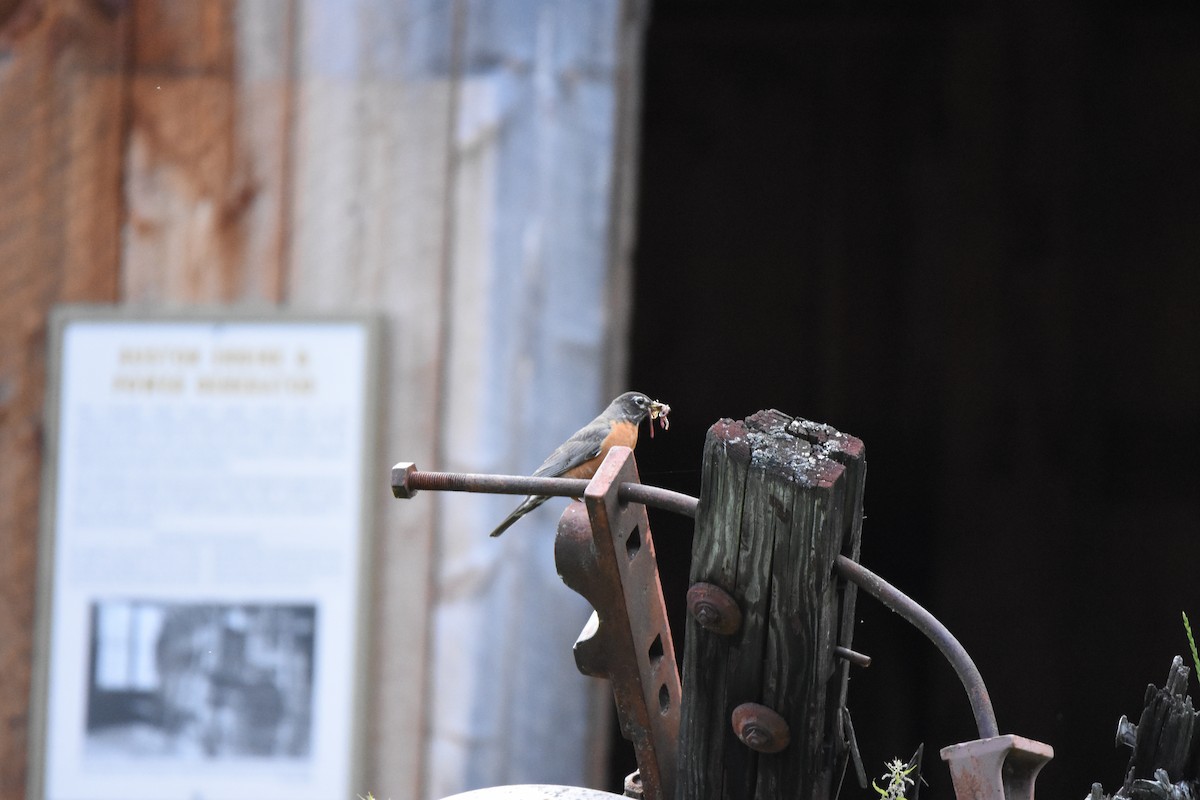 American Robin - ML639895140
