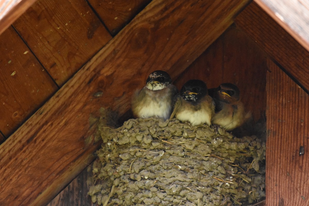 Barn Swallow - ML639895146