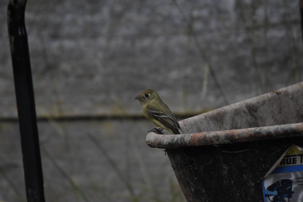 new world flycatcher sp. - ML639895152