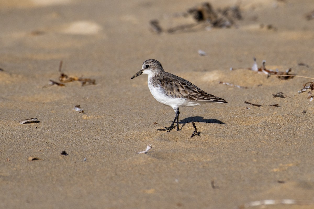 rødstrupesnipe - ML639895228