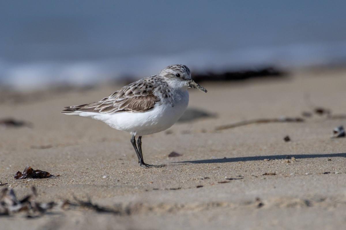 rødstrupesnipe - ML639895229