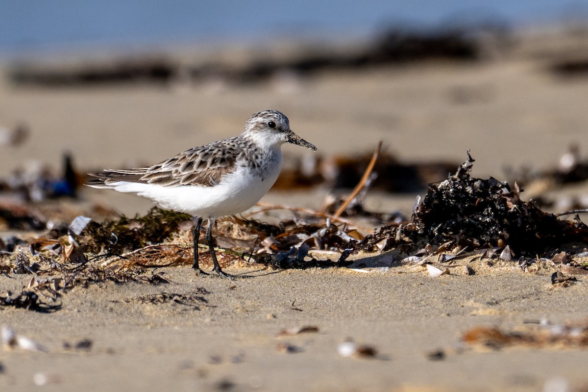 rødstrupesnipe - ML639895230