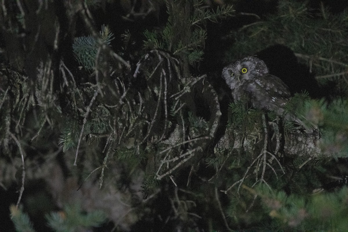 Boreal Owl - ML639895257