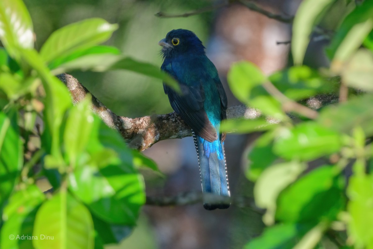 amazontrogon - ML639895273