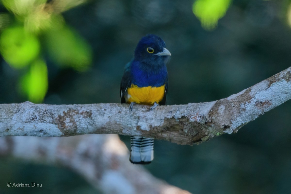amazontrogon - ML639895274
