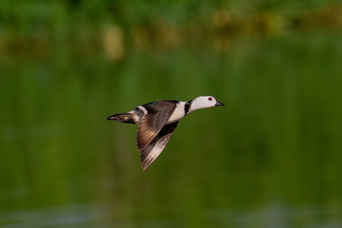 Cotton Pygmy-Goose - ML639895290