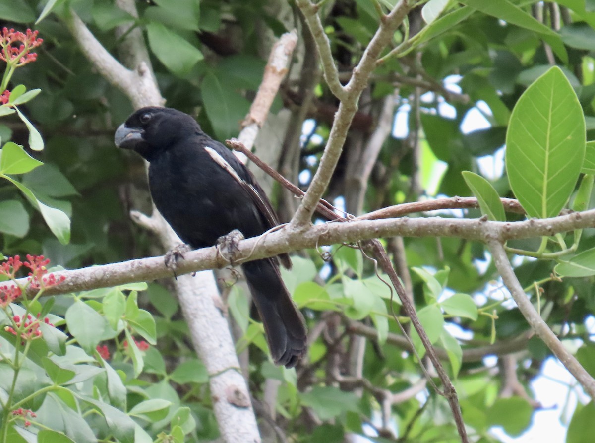 Grand Cayman Bullfinch - ML639895293