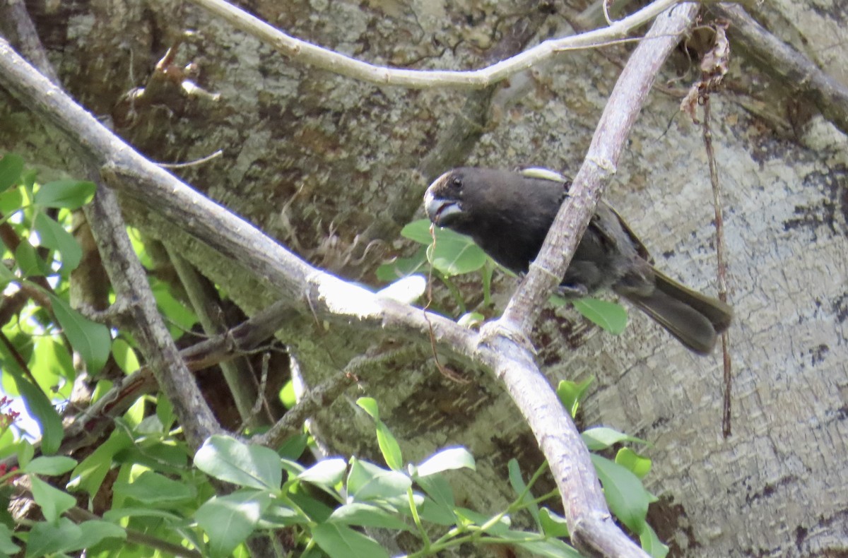Grand Cayman Bullfinch - ML639895314