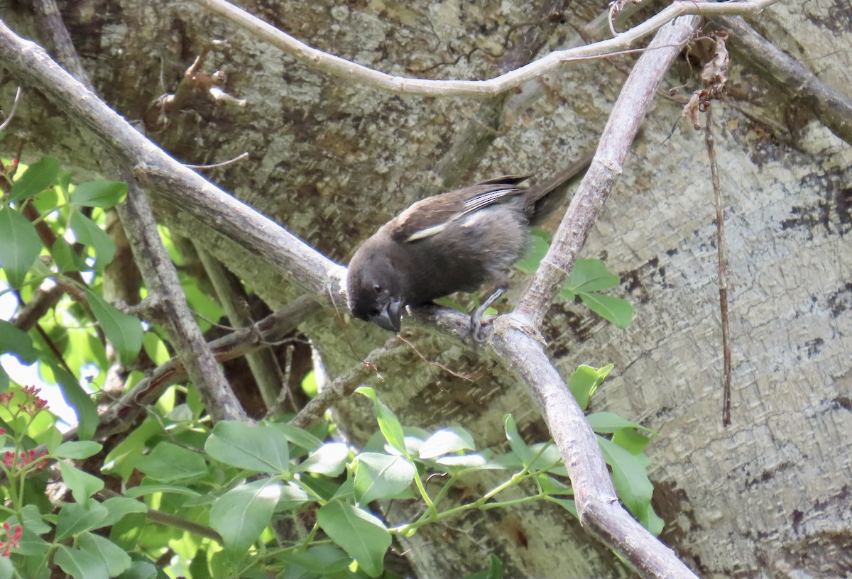 Grand Cayman Bullfinch - ML639895315
