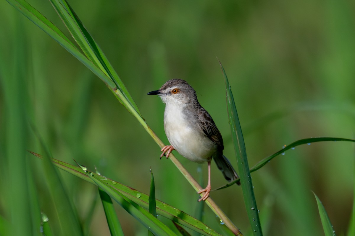 Plain Prinia - ML639895359