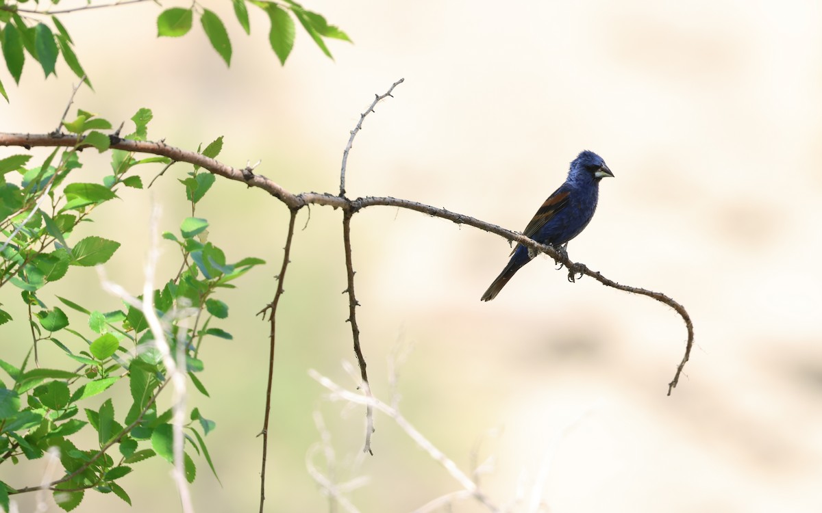 Blue Grosbeak - ML639895378
