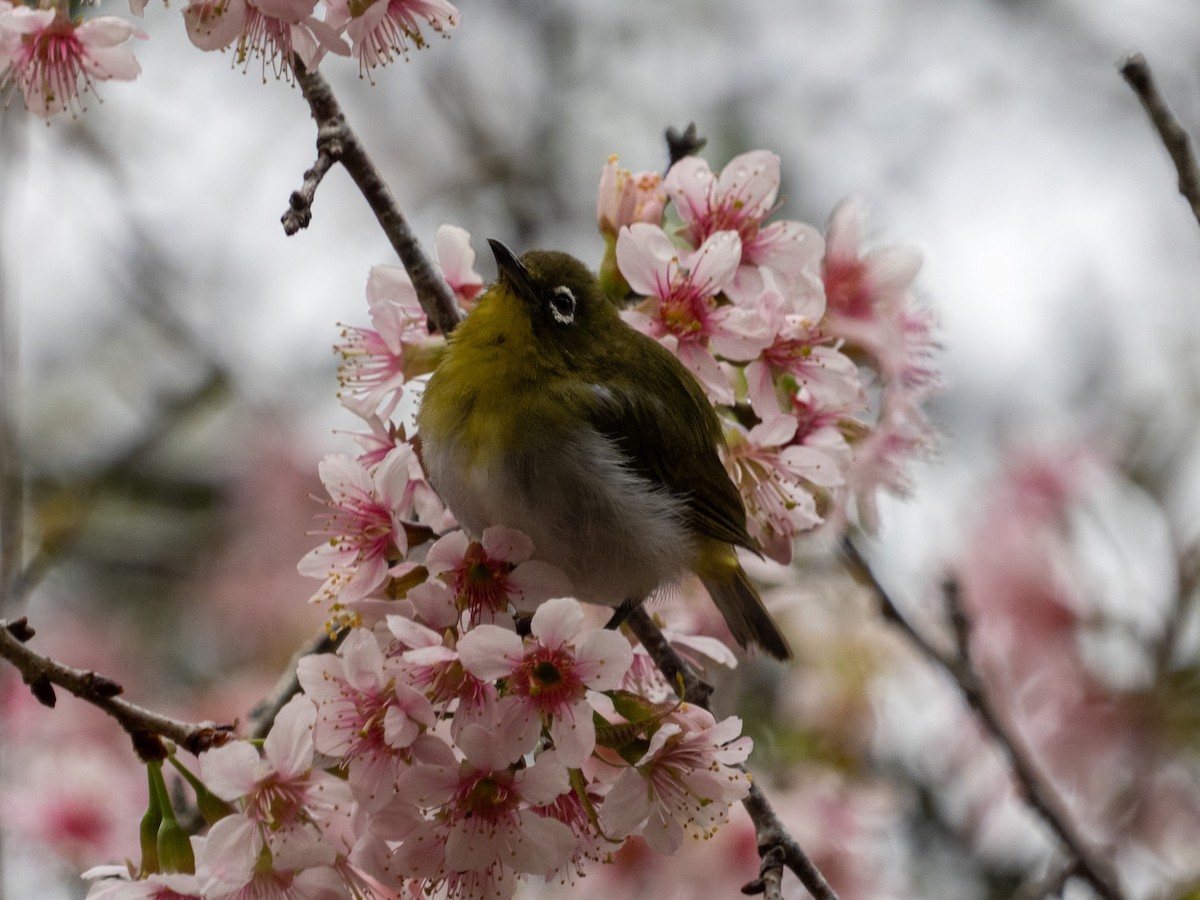 Sri Lanka White-eye - ML639895389