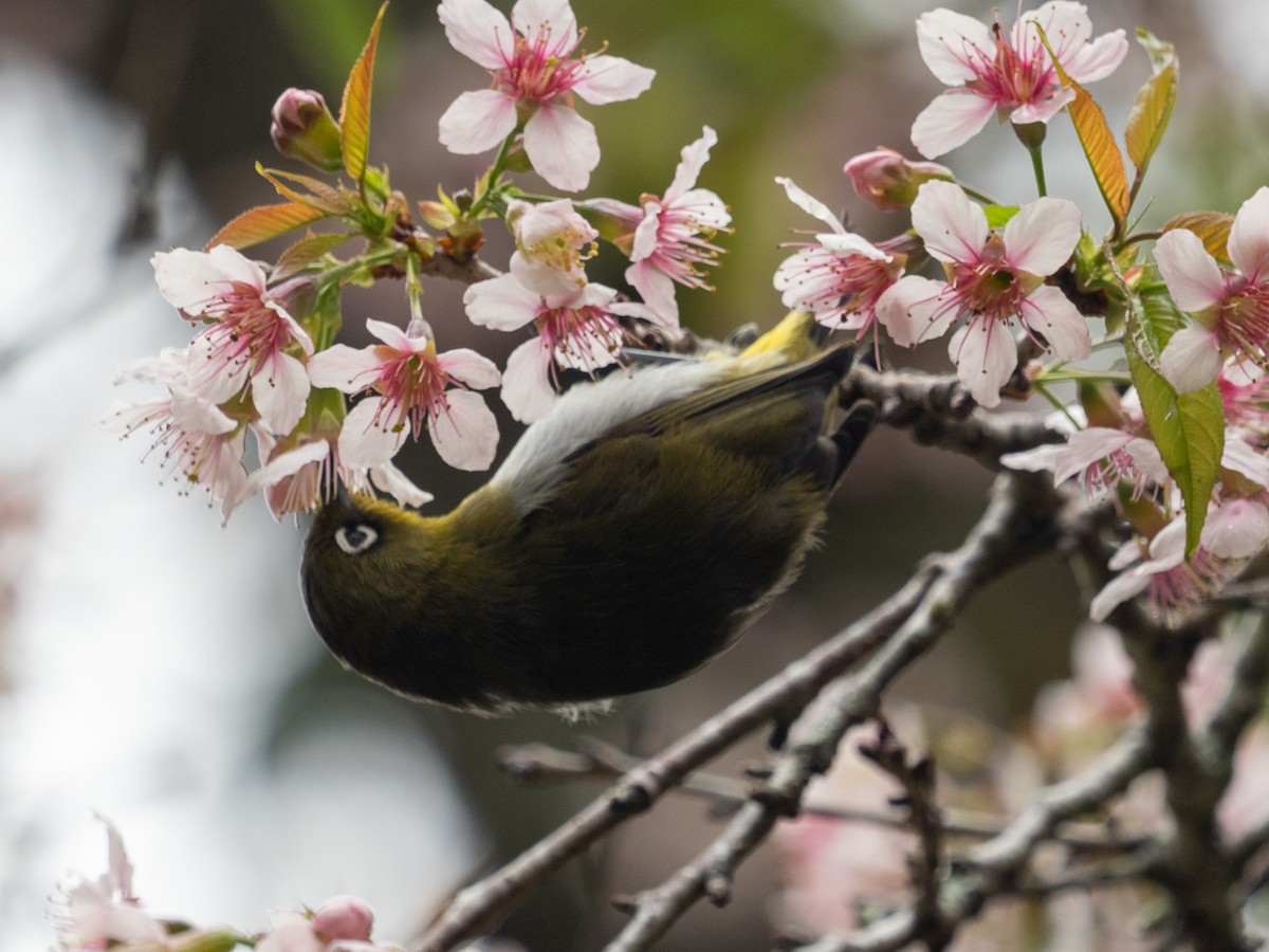 Sri Lanka White-eye - ML639895390