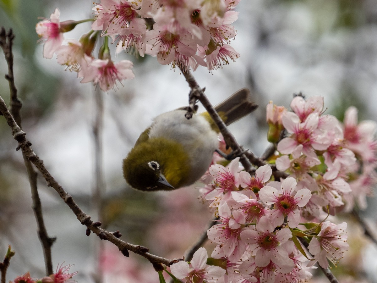 Sri Lanka White-eye - ML639895391
