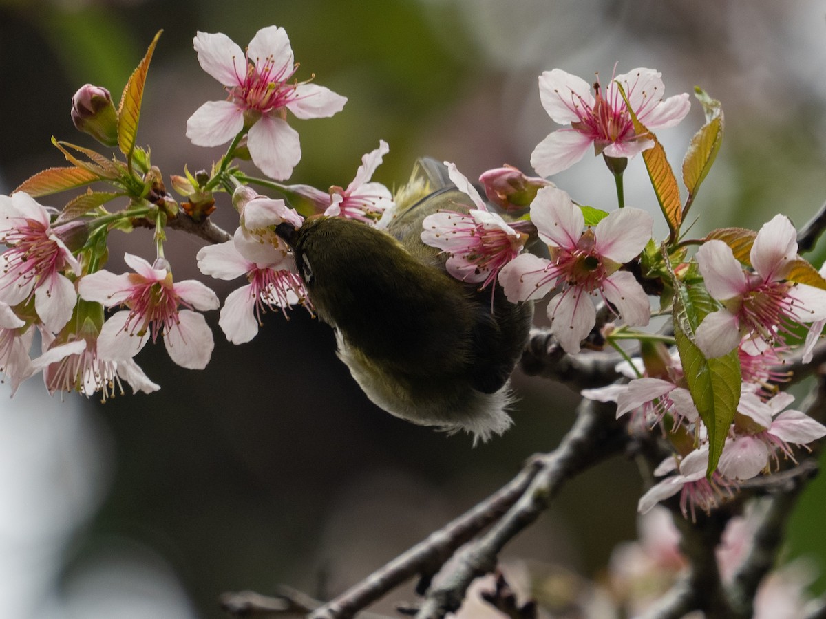Sri Lanka White-eye - ML639895392