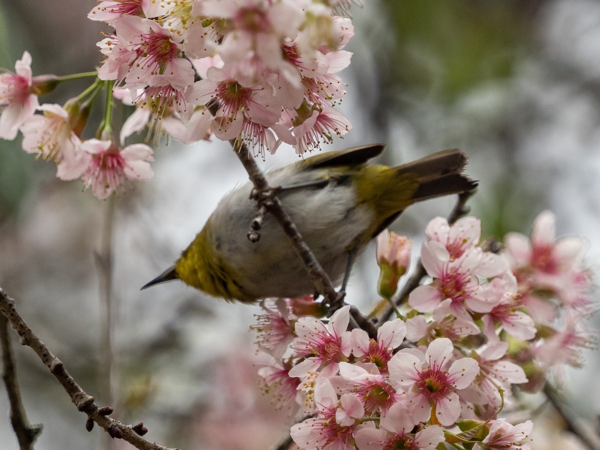 Sri Lanka White-eye - ML639895393