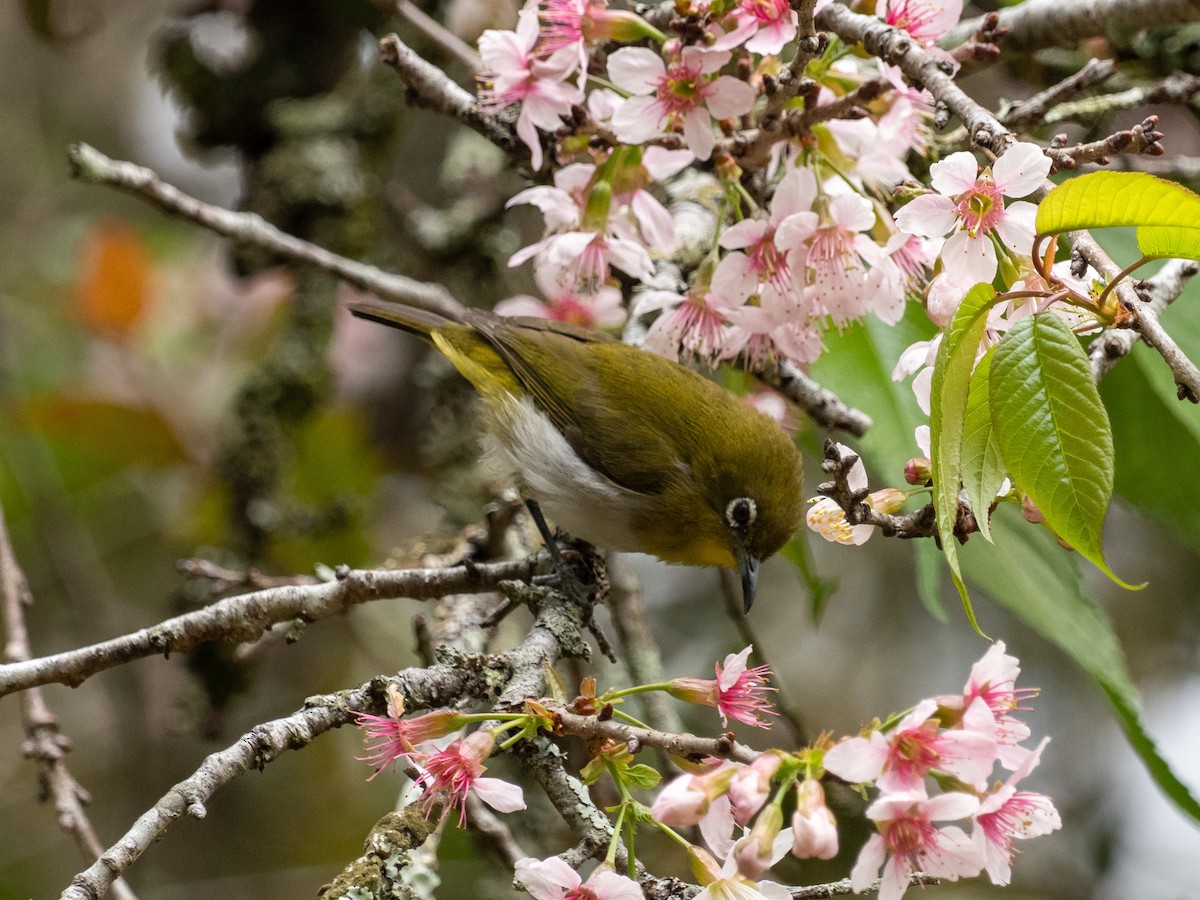Sri Lanka White-eye - ML639895394