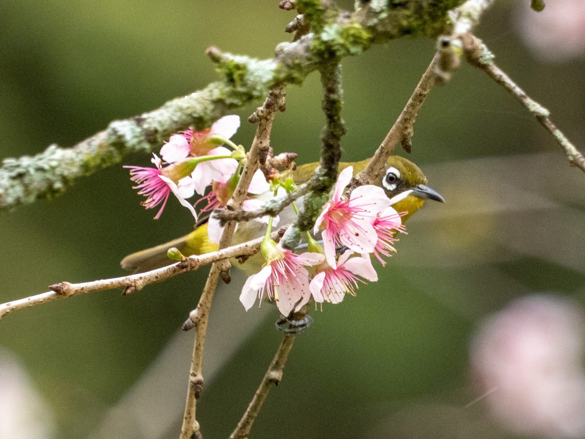 Sri Lanka White-eye - ML639895395