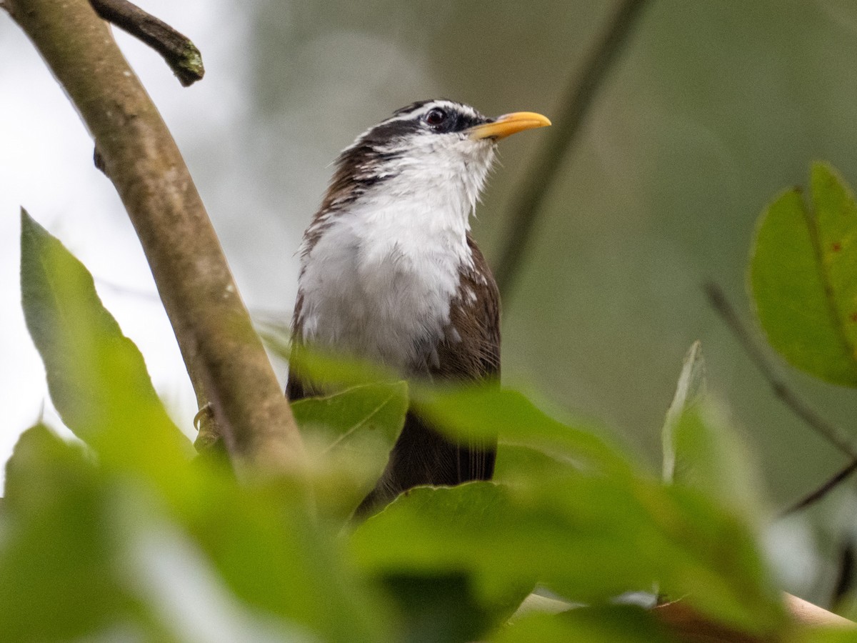Sri Lanka Scimitar-Babbler - ML639895399