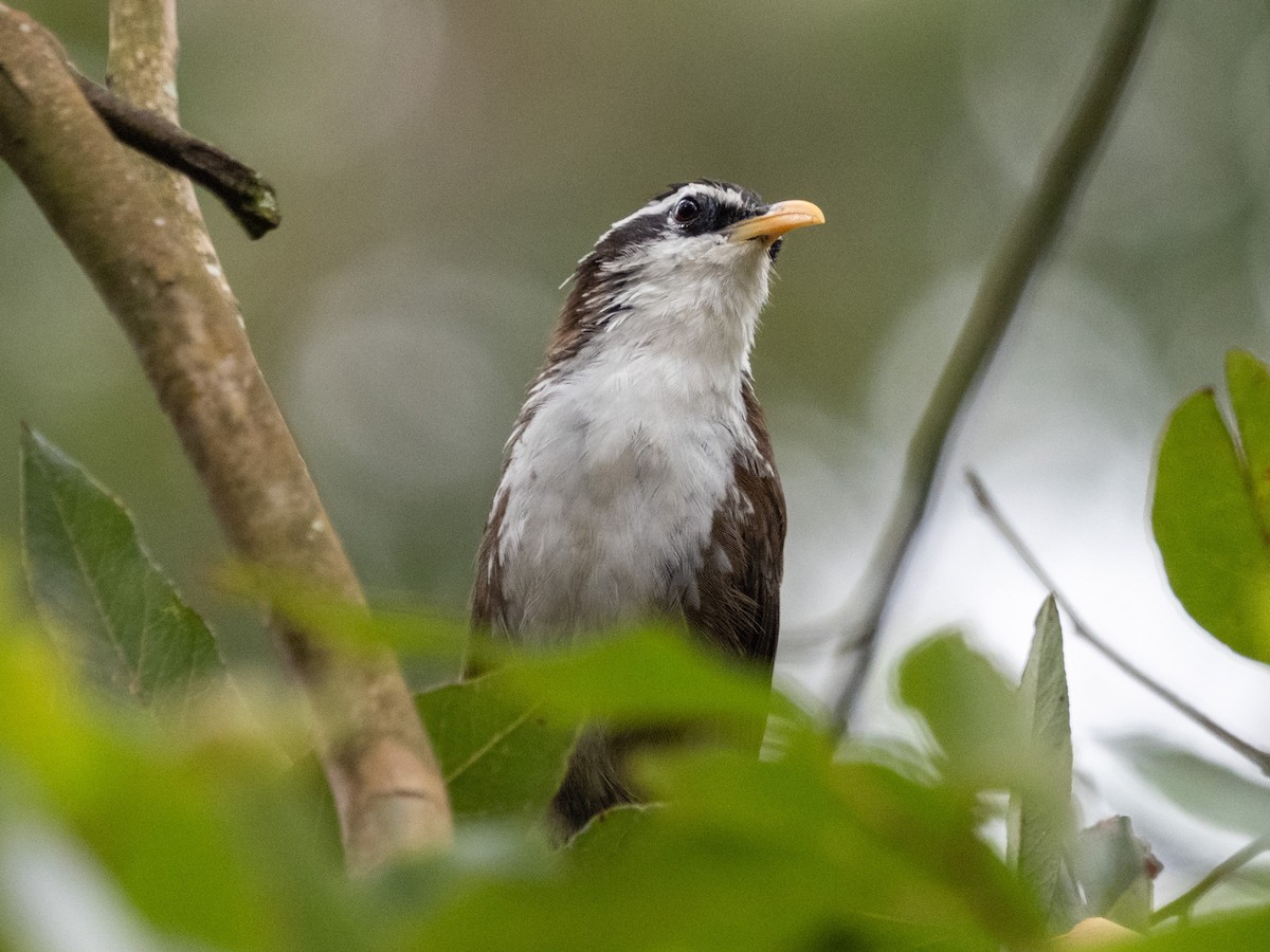 Sri Lanka Scimitar-Babbler - ML639895400