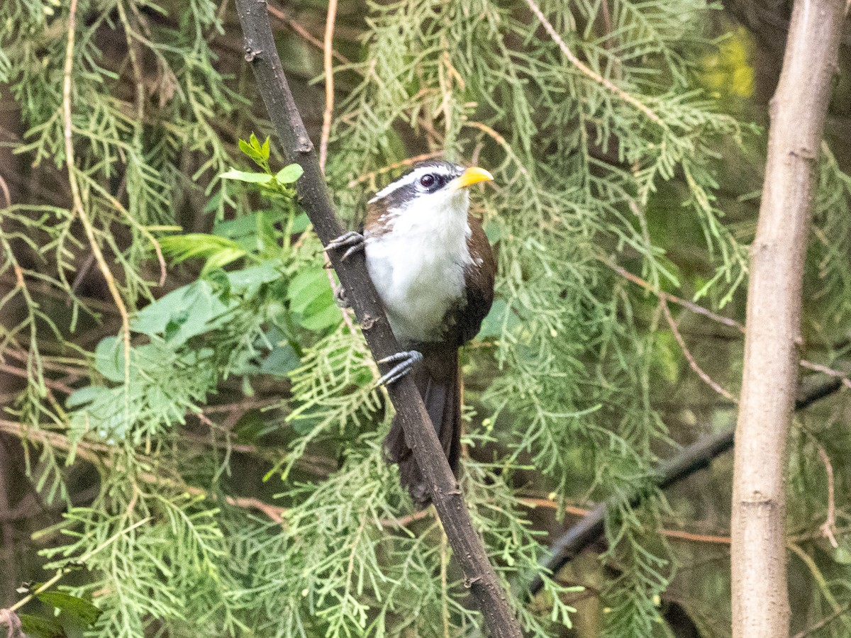 Sri Lanka Scimitar-Babbler - ML639895401