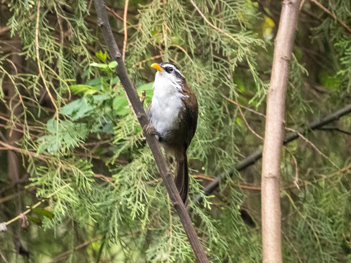 Sri Lanka Scimitar-Babbler - ML639895402