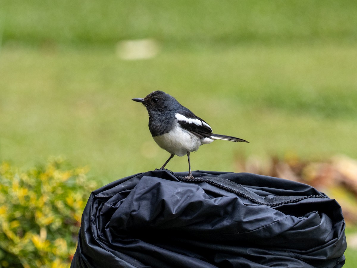 Oriental Magpie-Robin - ML639895417