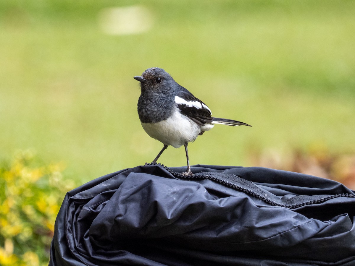 Oriental Magpie-Robin - ML639895418