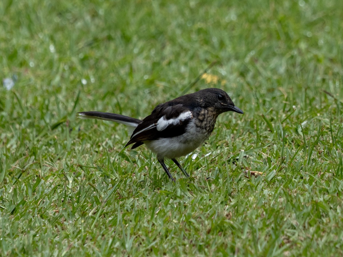 Oriental Magpie-Robin - ML639895419