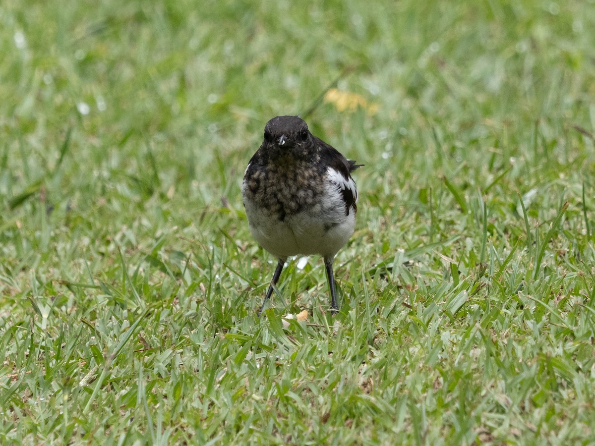 Oriental Magpie-Robin - ML639895420
