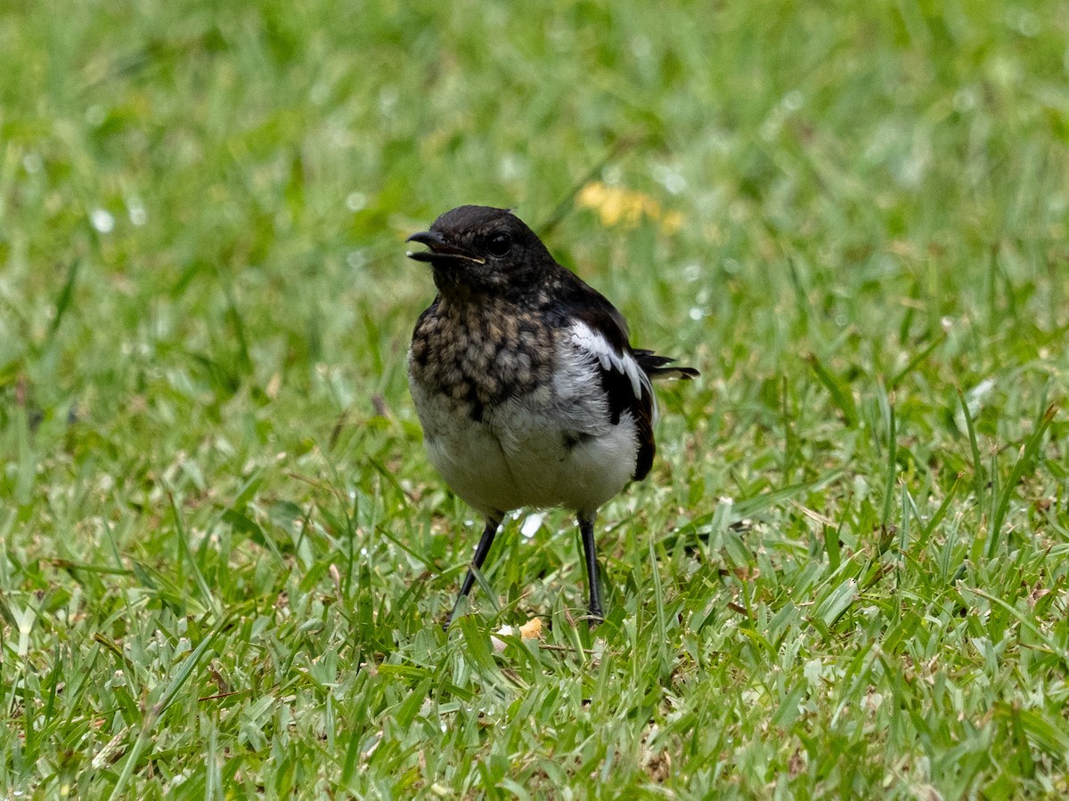 Oriental Magpie-Robin - ML639895421