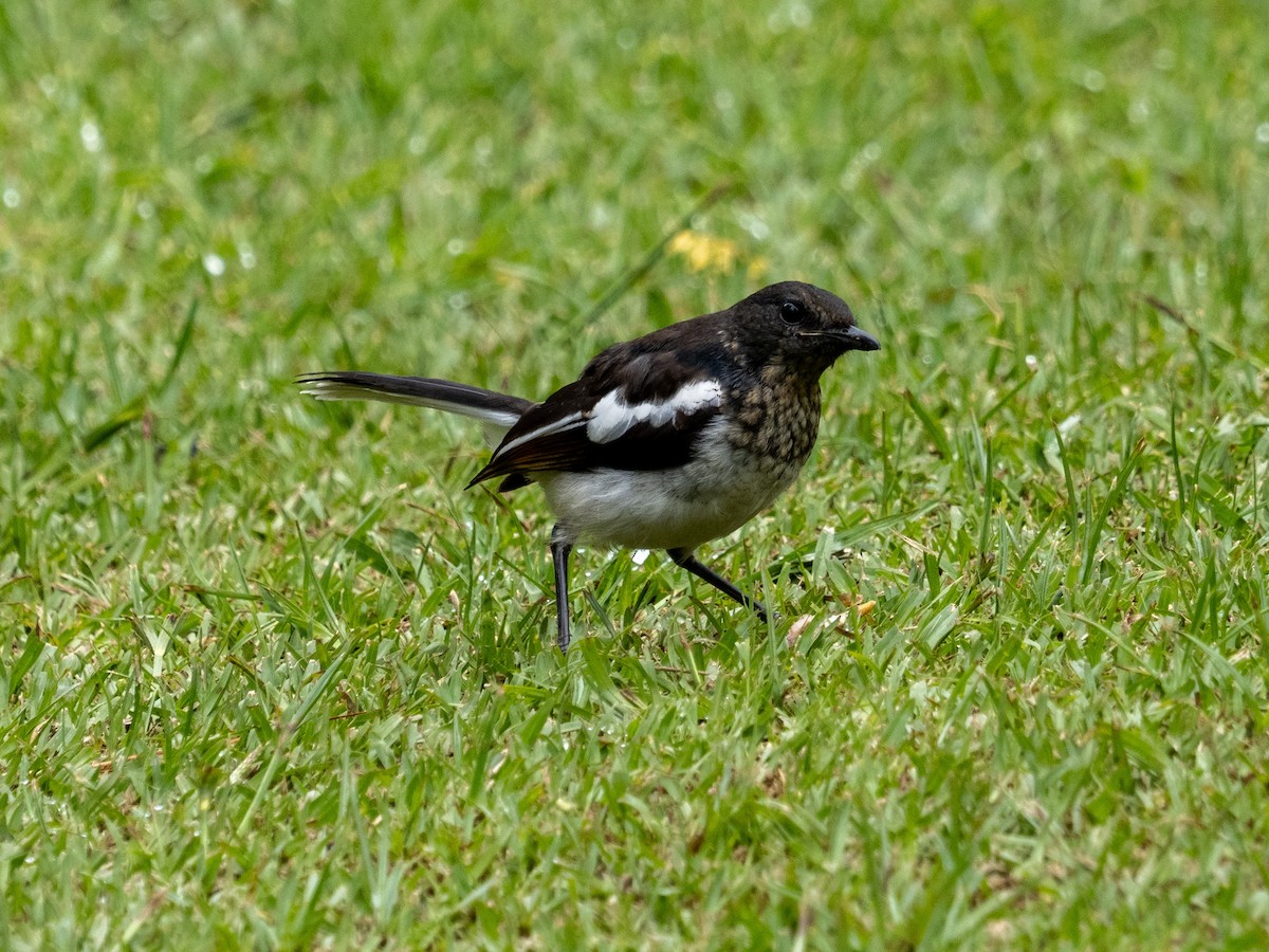 Oriental Magpie-Robin - ML639895422