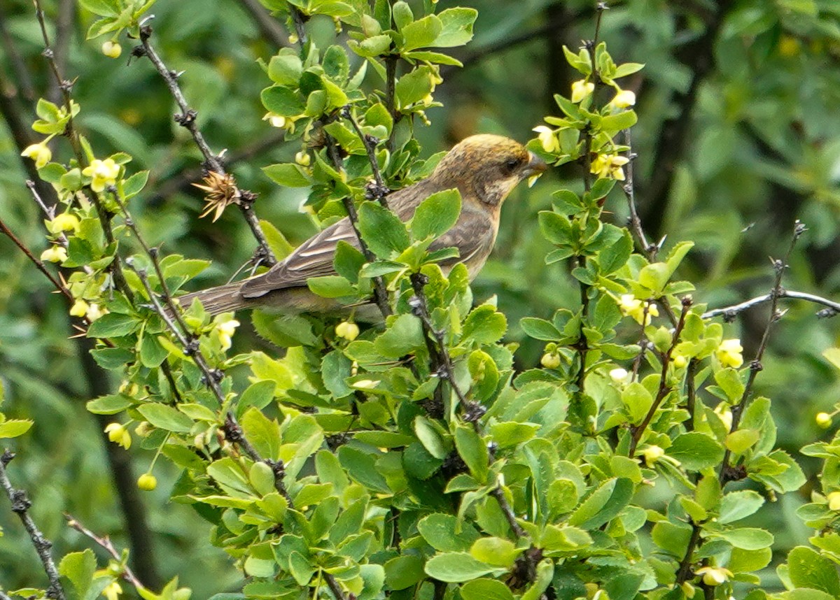 Crimson-browed Finch - ML639895442