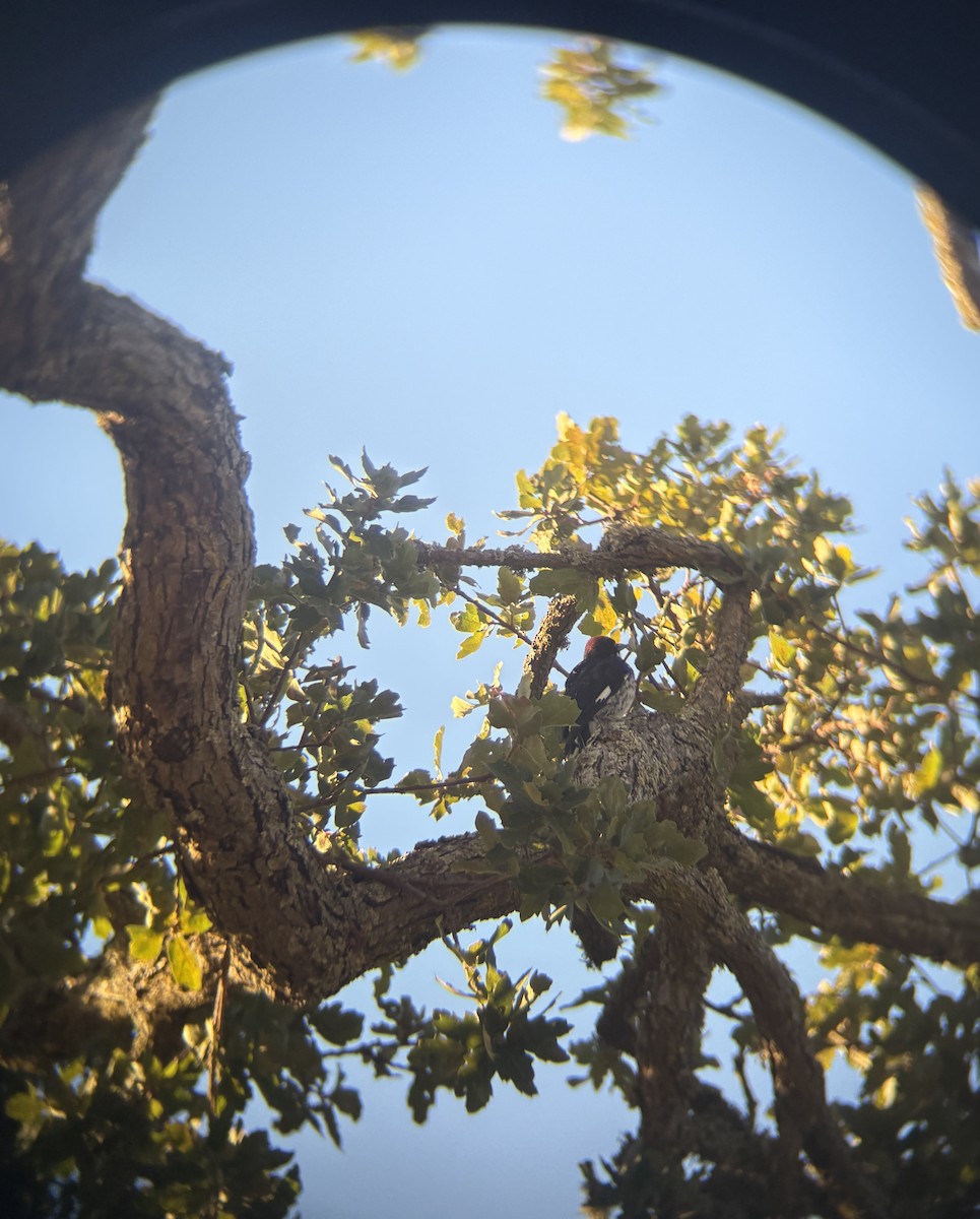 Acorn Woodpecker - ML639895521